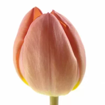 Tulipán EN DELOS 32cm/21g