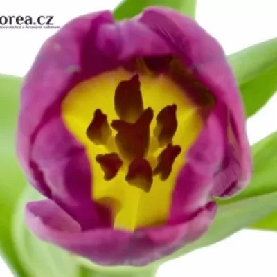 Tulipán EN DESTINATION 42cm / 42g