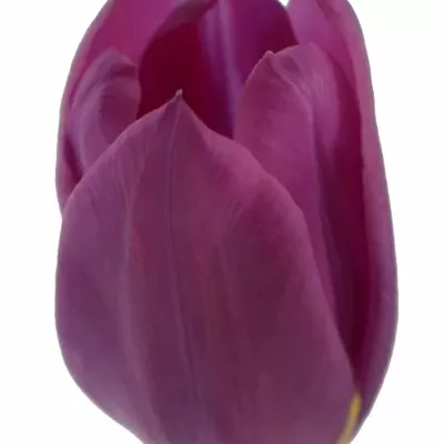 Tulipán EN DESTINATION 42cm/42g