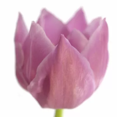 Tulipán EN DONAU 36cm/35g