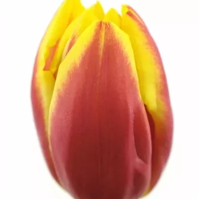 Tulipán EN DOW JONES 36cm/28g