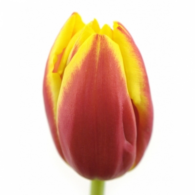 Tulipán EN DOW JONES 35cm/32g