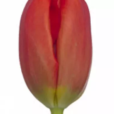 Tulipán EN FERRARI 38cm/36g