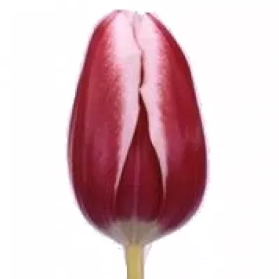 Tulipán EN FURAND 30g