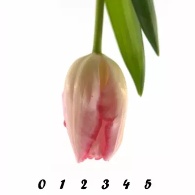 Tulipán EN GANDERS RHAPSODY 25g