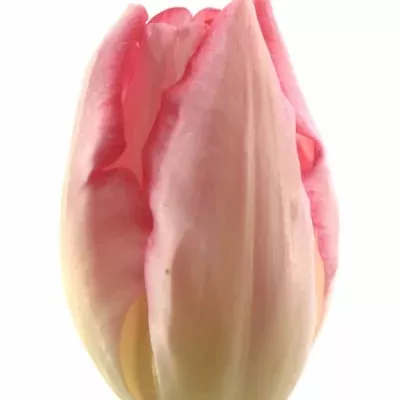 Tulipán EN GANDERS RHAPSODY 25g