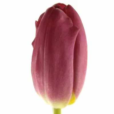 Tulipán EN ILE DE FRANCE 35cm/28g