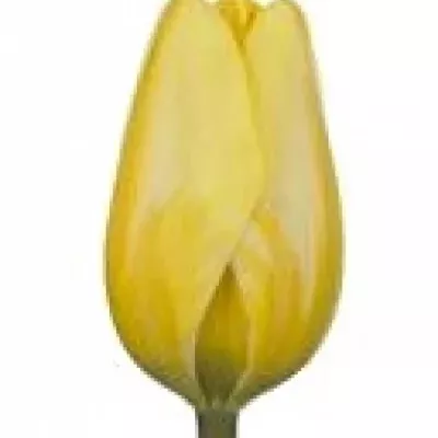 Tulipán EN JAAP GROOT 28cm/24g