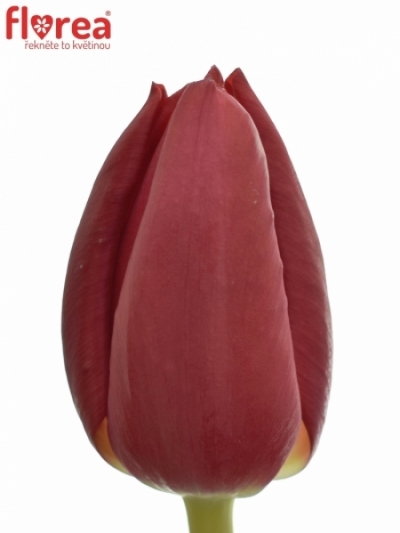 Tulipán EN KUNG-FU 35cm/32g