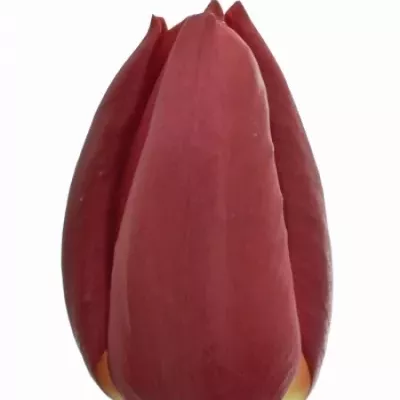 Tulipán EN KUNG-FU 35cm/36g