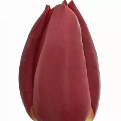 TULIPA EN KUNG-FU