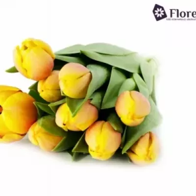 Tulipán EN MARIT 70g EXTRA