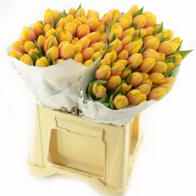 Tulipán EN MARIT 70g EXTRA