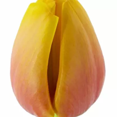 Tulipán EN MARIT 70g EXTRA