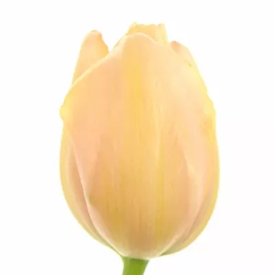 Tulipán EN MENTON 50 cm / 50 g