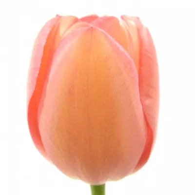 Tulipán EN PINK IMPRESSION 45cm/32g