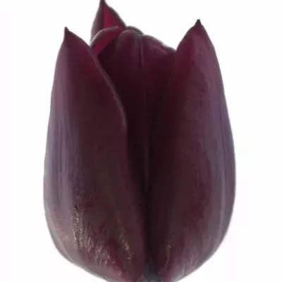 Tulipán EN RONALDO 38cm/26g