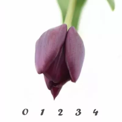 Tulipán EN RONALDO 38cm/26g