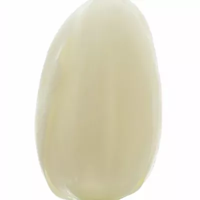 Tulipán EN ROYAL VIRGIN 36cm/32g
