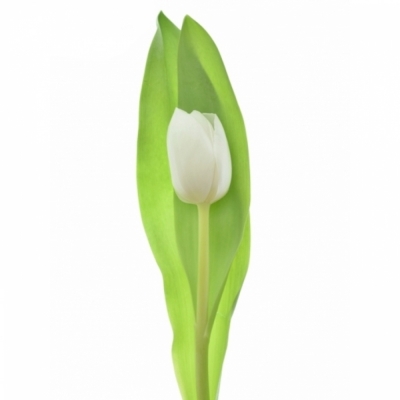 Tulipán EN ROYAL VIRGIN 38cm / 38g