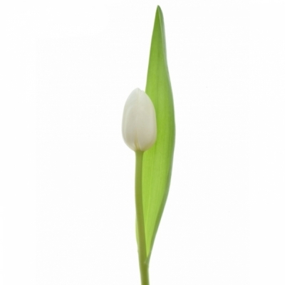 Tulipán EN ROYAL VIRGIN 36cm / 32g