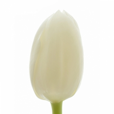 Tulipán EN ROYAL VIRGIN 38 cm / 27 g