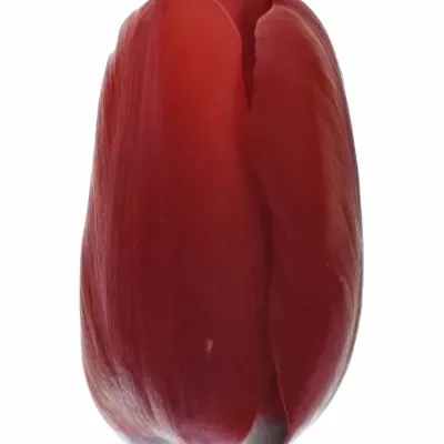 Tulipán EN RUBY RED 30cm/20g