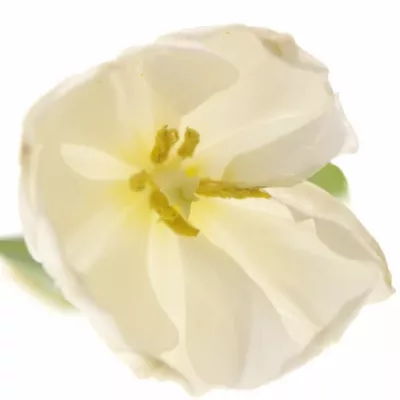 Tulipán EN SILENTIA 42cm/34g