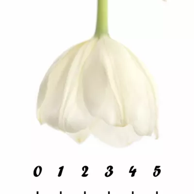 Tulipán EN SILENTIA 42cm/34g