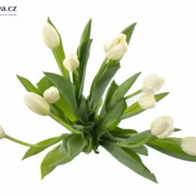 Tulipán EN SILENTIA 42cm/34g