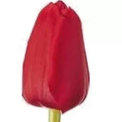 Tulipán EN UNIQUE DE FRANCE 28g