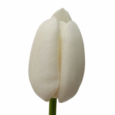 Tulipán EN UPDATE 32cm/27g