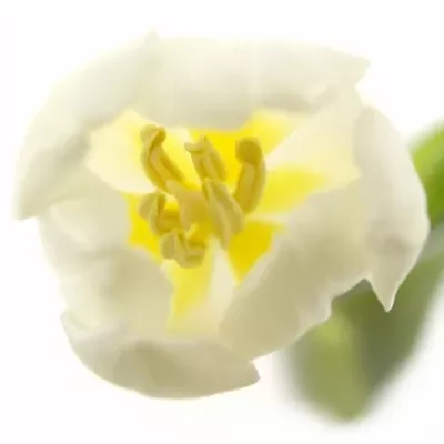 TULIPA EN WHITE FLAG