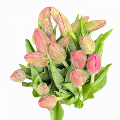 Tulipán EN WIFI 32 cm / 34 g