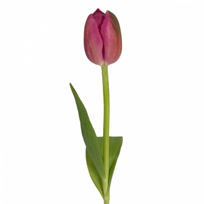 Tulipán EN WIFI 32 cm / 34 g