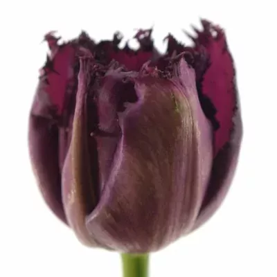 Tulipán FR GORILLA 50cm/46g