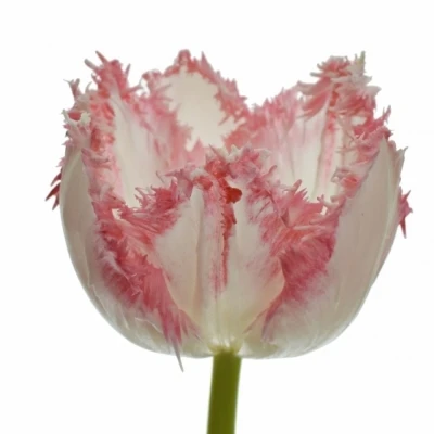 TULIPA FR NEGLIGE