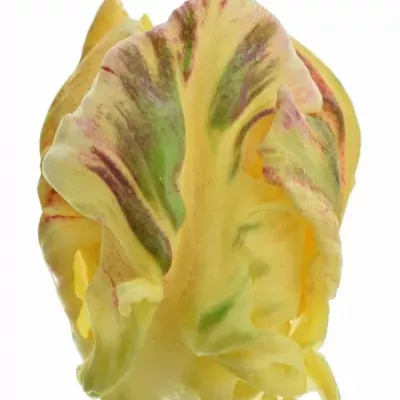 Tulipán PA LIBRETTO PARROT 32cm/27g