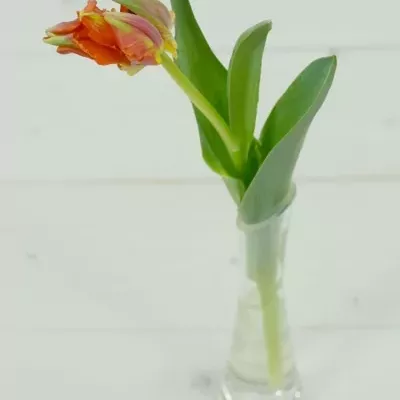Tulipán PA ORANGE ROCOCO 30cm/18g