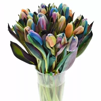 TULIPA RAINBOW 35cm