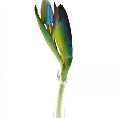 TULIPA RAINBOW 35cm