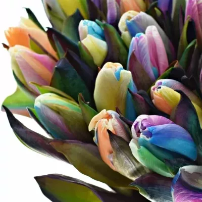 TULIPA RAINBOW 35cm