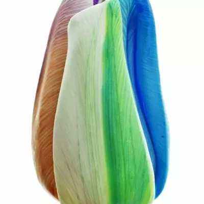 Tulipán barvený RAINBOW 35cm/36g