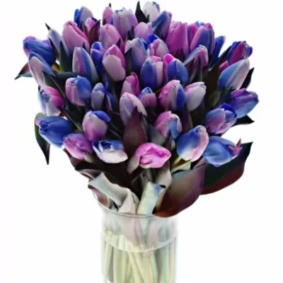 TULIPA RAINBOW ALEXANDRA 40cm