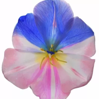 TULIPA RAINBOW ALEXANDRA 40cm