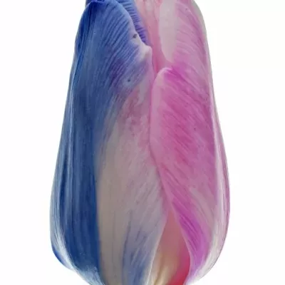 Tulipán barvený RAINBOW ALEXANDRA 40cm/36g