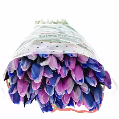 TULIPA RAINBOW ALEXANDRA 40cm