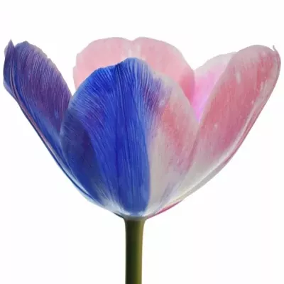 TULIPA RAINBOW ALEXANDRA 40cm