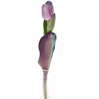 TULIPA RAINBOW ALEXANDRA 40cm