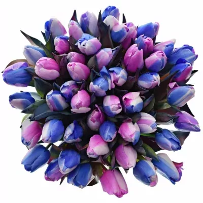 TULIPA RAINBOW ALEXANDRA 40cm